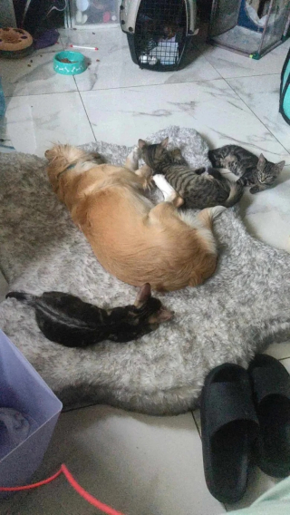 Illustration de l'article : Cette chienne de refuge trouve l’amour d’une famille et devient nounou dévouée pour les chatons orphelins