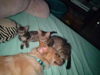 Illustration de l'article : Cette chienne de refuge trouve l’amour d’une famille et devient nounou dévouée pour les chatons orphelins