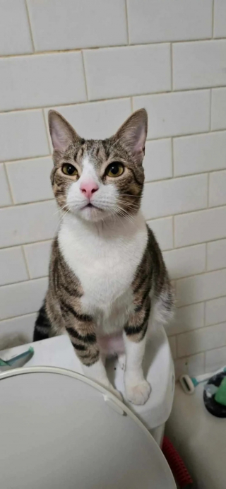 Illustration de l'article : Cette chienne de refuge trouve l’amour d’une famille et devient nounou dévouée pour les chatons orphelins