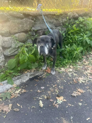 Illustration de l'article : 2 chiens abandonn&eacute;s devant un refuge sont retrouv&eacute;s avec un message d&eacute;chirant laiss&eacute; par leur propri&eacute;taire