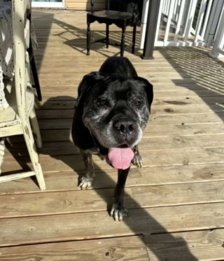 Illustration de l'article : 2 chiens abandonn&eacute;s devant un refuge sont retrouv&eacute;s avec un message d&eacute;chirant laiss&eacute; par leur propri&eacute;taire