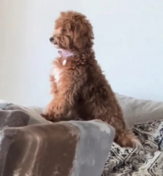 Illustration de l'article : Une Goldendoodle seule et filmée par caméra s’amuse comme jamais avec un simple chouchou (vidéo)