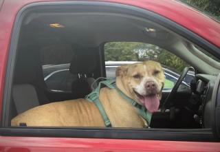 Illustration de l'article : Après 7 ans dans un refuge, cette grande chienne au physique imposant trouve enfin un foyer aimant