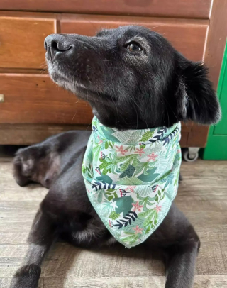 Illustration de l'article : Cette chienne amputée de 2 pattes fait preuve d’un courage exemplaire et espère trouver une famille aimante (vidéo)