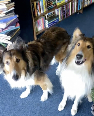 Illustration de l'article : Un adorable Colley présente avec enthousiasme la librairie de ses maîtresses (vidéo)