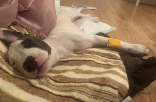 Illustration de l'article : Atteinte du tétanos, cette petite chienne se bat et trouve finalement le bonheur auprès de sa vétérinaire