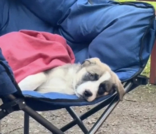 Illustration de l'article : En camping, une famille fait le vœu d’adopter un chien et se réveille avec 2 toutous à ses côtés (vidéo)