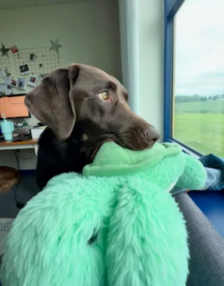 Illustration de l'article : Un chien abandonné trouve enfin sa famille idéale après une longue attente