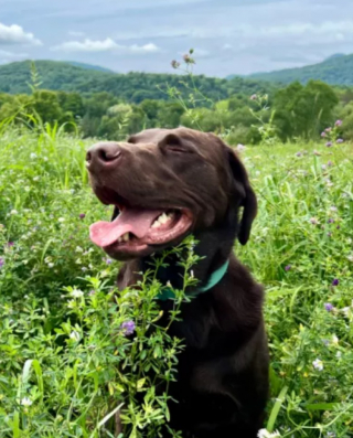 Illustration de l'article : Un chien abandonné trouve enfin sa famille idéale après une longue attente