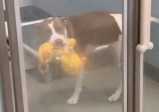 Illustration de l'article : Grâce à une manie amusante, cette chienne de refuge devient célèbre sur internet et trouve sa famille pour la vie (vidéo)