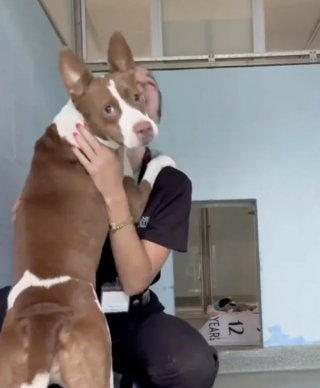 Illustration de l'article : Grâce à une manie amusante, cette chienne de refuge devient célèbre sur internet et trouve sa famille pour la vie (vidéo)