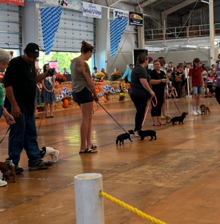 Illustration de l'article : Lors d’une fête, des Teckels font la course mais oublient les règles en cours de route (vidéo)