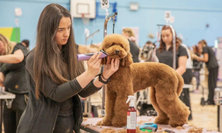 Illustration de l'article : Cette jeune femme quitte son poste à responsabilités pour vivre son rêve auprès des chiens