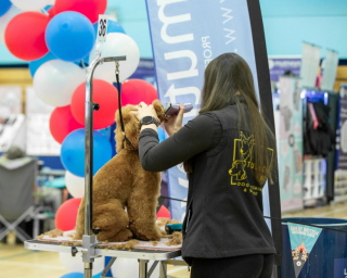 Illustration de l'article : Cette jeune femme quitte son poste à responsabilités pour vivre son rêve auprès des chiens