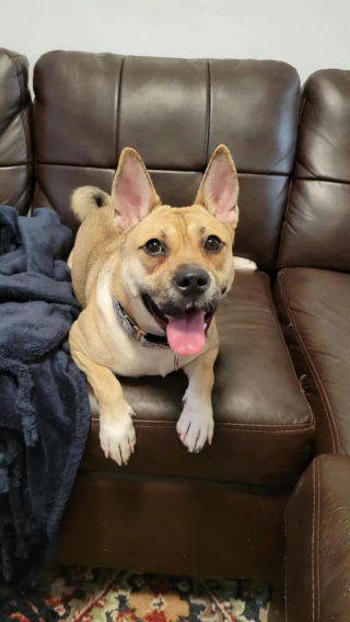 Illustration de l'article : Abandonnée par ses propriétaires, cette chienne adorable se fait pourtant ignorer lors d’un événement d’adoption (vidéo)