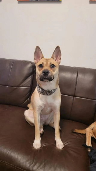 Illustration de l'article : Abandonnée par ses propriétaires, cette chienne adorable se fait pourtant ignorer lors d’un événement d’adoption (vidéo)