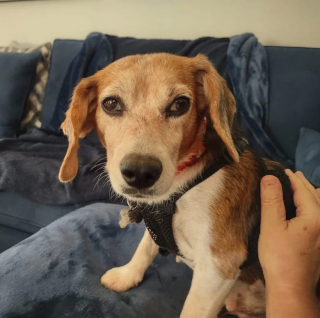 Illustration de l'article : Abandonnés au bord d’une route, cette chienne et ses 4 chiots trouvent une aide providentielle