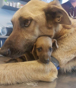 Illustration de l'article : 8 photos de parents chiens qui partagent un moment d’amour avec leurs petits