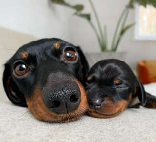 Illustration de l'article : 8 photos de parents chiens qui partagent un moment d’amour avec leurs petits