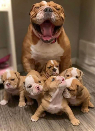 Illustration de l'article : 8 photos de parents chiens qui partagent un moment d’amour avec leurs petits
