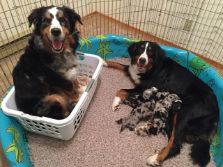 Illustration de l'article : 8 photos de parents chiens qui partagent un moment d’amour avec leurs petits