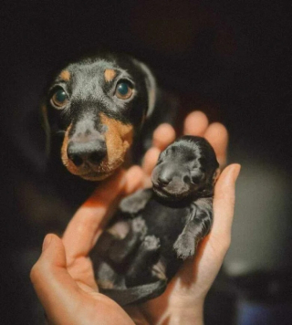 Illustration de l'article : 8 photos de parents chiens qui partagent un moment d’amour avec leurs petits