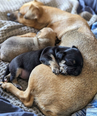 Illustration de l'article : 8 photos de parents chiens qui partagent un moment d’amour avec leurs petits