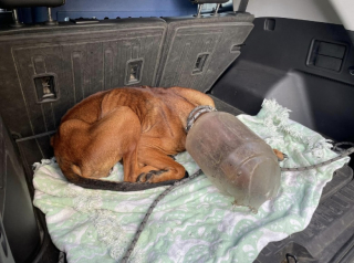 Illustration de l'article : Un chien errant avec un bidon coincé sur la tête est sauvé après 8 jours de traque acharnée