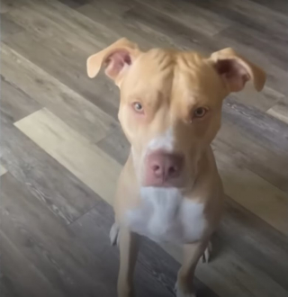 Illustration de l'article : Sage comme une image avec sa propriétaire, ce chien devient complètement foufou avec sa nounou