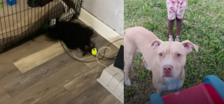 Illustration de l'article : Sage comme une image avec sa propriétaire, ce chien devient complètement foufou avec sa nounou