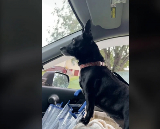 Illustration de l'article : Cette chienne de refuge sautille de bonheur à chaque fois qu’elle rentre chez elle (vidéo)