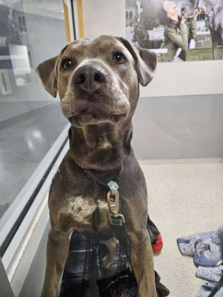 Illustration de l'article : Ce chien de refuge turbulent parvient &agrave; se calmer lorsqu&rsquo;un enfant lui fait la lecture