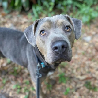 Illustration de l'article : Ce chien de refuge turbulent parvient &agrave; se calmer lorsqu&rsquo;un enfant lui fait la lecture