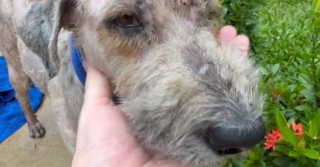 Illustration de l'article : Retrouvée errante dans la rue, cette petite chienne sauvée était en train de se faire dévorer vivante par des parasites