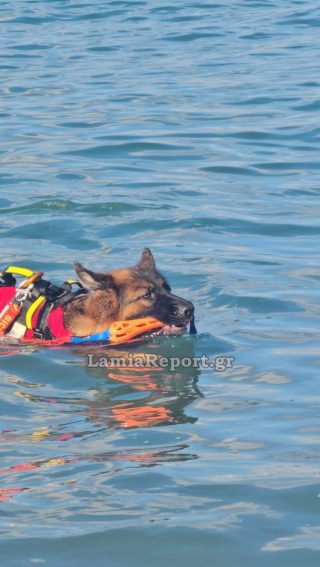 Illustration de l'article : Cette chienne h&eacute;ro&iuml;que aide &agrave; sauver un homme de la noyade