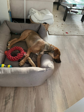 Illustration de l'article : 2 chiens de refuge devenus amis puis séparés par les circonstances explosent de joie lors de leurs retrouvailles (vidéo)