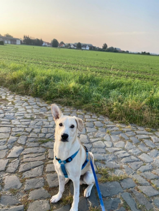 Illustration de l'article : 2 chiens de refuge devenus amis puis séparés par les circonstances explosent de joie lors de leurs retrouvailles (vidéo)