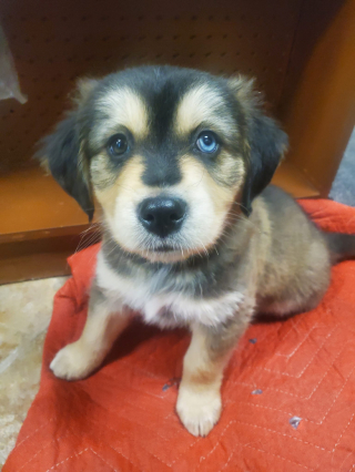 Illustration de l'article : Un chiot d’un an sauve la vie de son maître, victime d’une crise cardiaque en pleine nuit