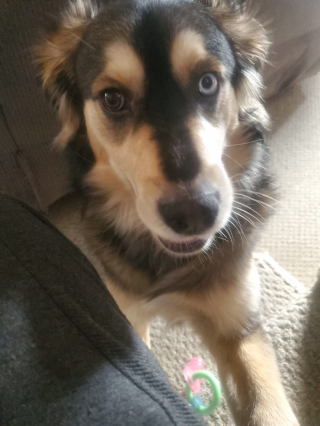 Illustration de l'article : Un chiot d’un an sauve la vie de son maître, victime d’une crise cardiaque en pleine nuit