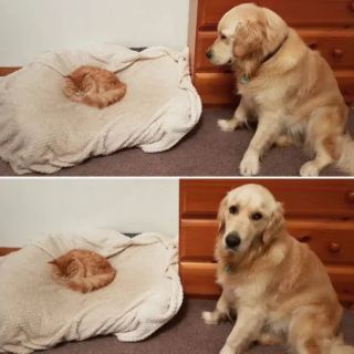 Illustration de l'article : 11 chiens qui se sont faits piquer leur panier et qui ont dû se débrouiller sans