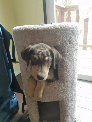 Illustration de l'article : 11 chiens qui se sont faits piquer leur panier et qui ont dû se débrouiller sans