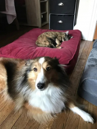 Illustration de l'article : 11 chiens qui se sont faits piquer leur panier et qui ont dû se débrouiller sans