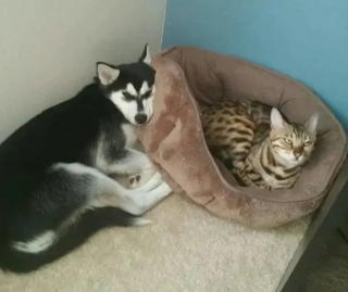 Illustration de l'article : 11 chiens qui se sont faits piquer leur panier et qui ont dû se débrouiller sans