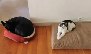 Illustration de l'article : 11 chiens qui se sont faits piquer leur panier et qui ont dû se débrouiller sans