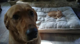 Illustration de l'article : 11 chiens qui se sont faits piquer leur panier et qui ont dû se débrouiller sans