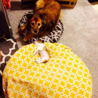 Illustration de l'article : 11 chiens qui se sont faits piquer leur panier et qui ont dû se débrouiller sans