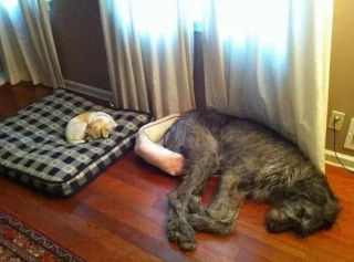 Illustration de l'article : 11 chiens qui se sont faits piquer leur panier et qui ont dû se débrouiller sans