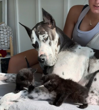 Illustration de l'article : Cette chienne qui n’aime pas les autres animaux devient une mère poule pour 2 chatons orphelins (vidéo)