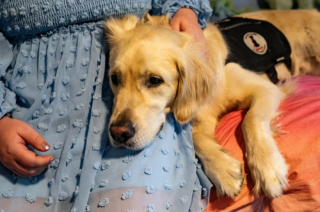 Illustration de l'article : Ce chien d’assistance aide une jeune fille malade à retrouver le sourire et une partie de son autonomie
