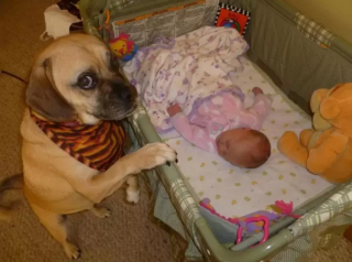 Illustration de l'article : 10 chiens qui veillent sur des nouveaux-nés avec amour